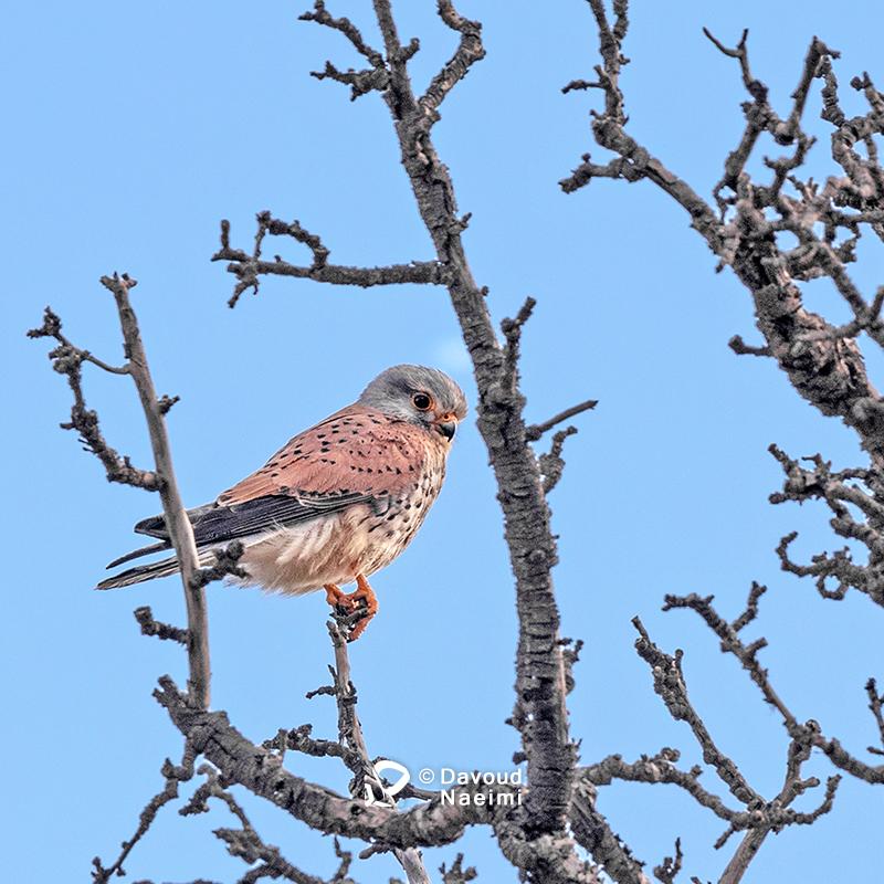 داود نعیمی، عکاس پرتره، عکاس تهران، عکاسی پرتره نقاشی گونه