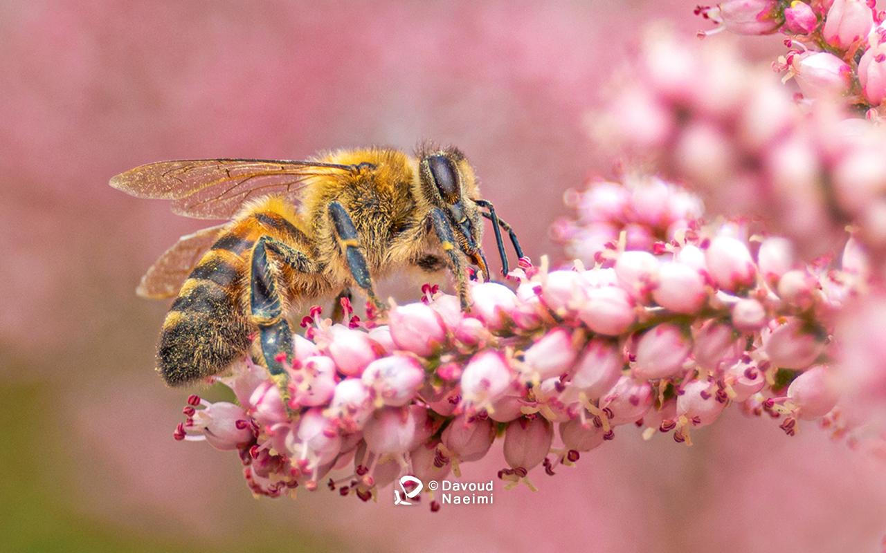 داود نعیمی، عکاس پرتره، عکاس تهران، عکاسی پرتره نقاشی گونه