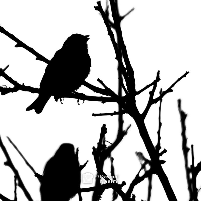 داود نعیمی، عکاس پرتره، عکاس تهران، عکاسی پرتره نقاشی گونه