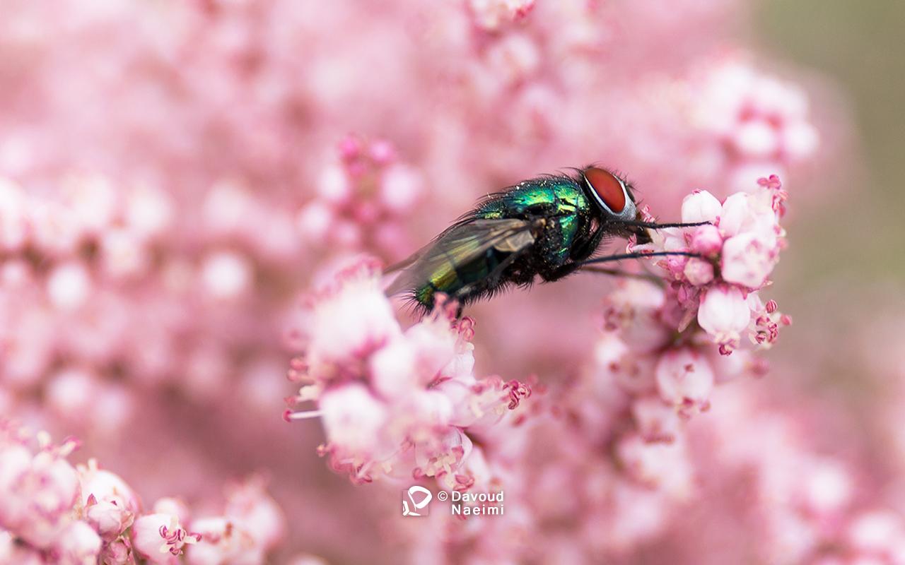 داود نعیمی، عکاس پرتره، عکاس تهران، عکاسی پرتره نقاشی گونه