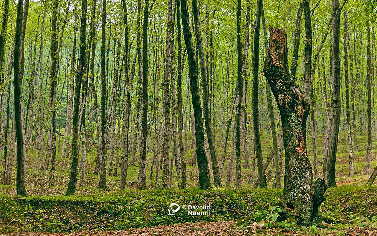 داود نعیمی، عکاس پرتره، عکاس تهران، عکاسی پرتره نقاشی گونه