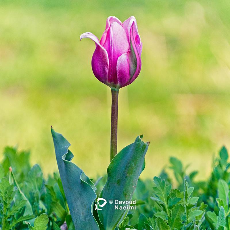 داود نعیمی، عکاس پرتره، عکاس تهران، عکاسی پرتره نقاشی گونه