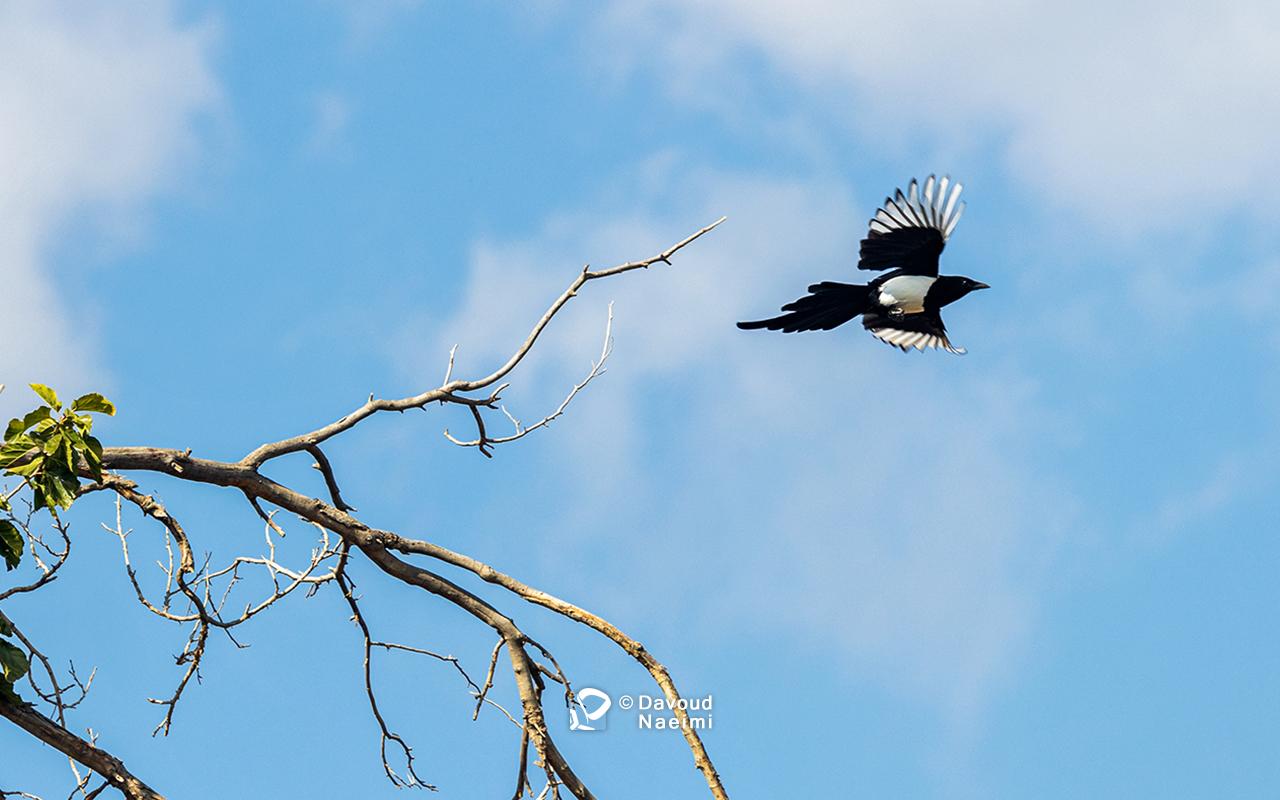 داود نعیمی، عکاس پرتره، عکاس تهران، عکاسی پرتره نقاشی گونه