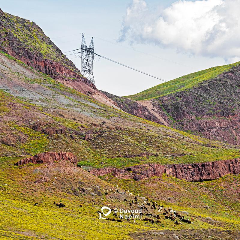 داود نعیمی، عکاس پرتره، عکاس تهران، عکاسی پرتره نقاشی گونه
