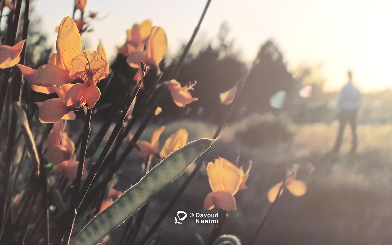 داود نعیمی، عکاس پرتره، عکاس تهران، عکاسی پرتره نقاشی گونه