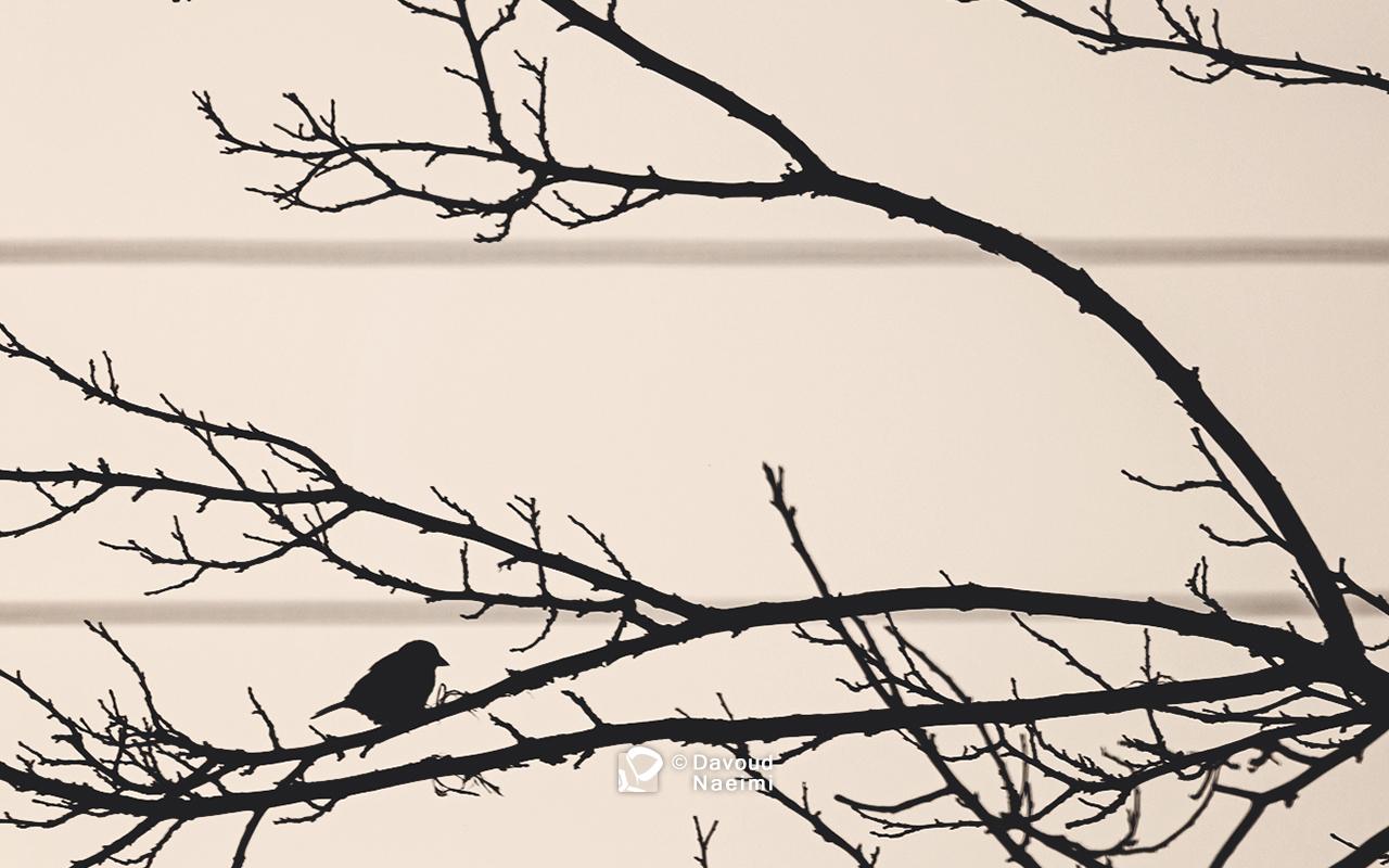 داود نعیمی، عکاس پرتره، عکاس تهران، عکاسی پرتره نقاشی گونه