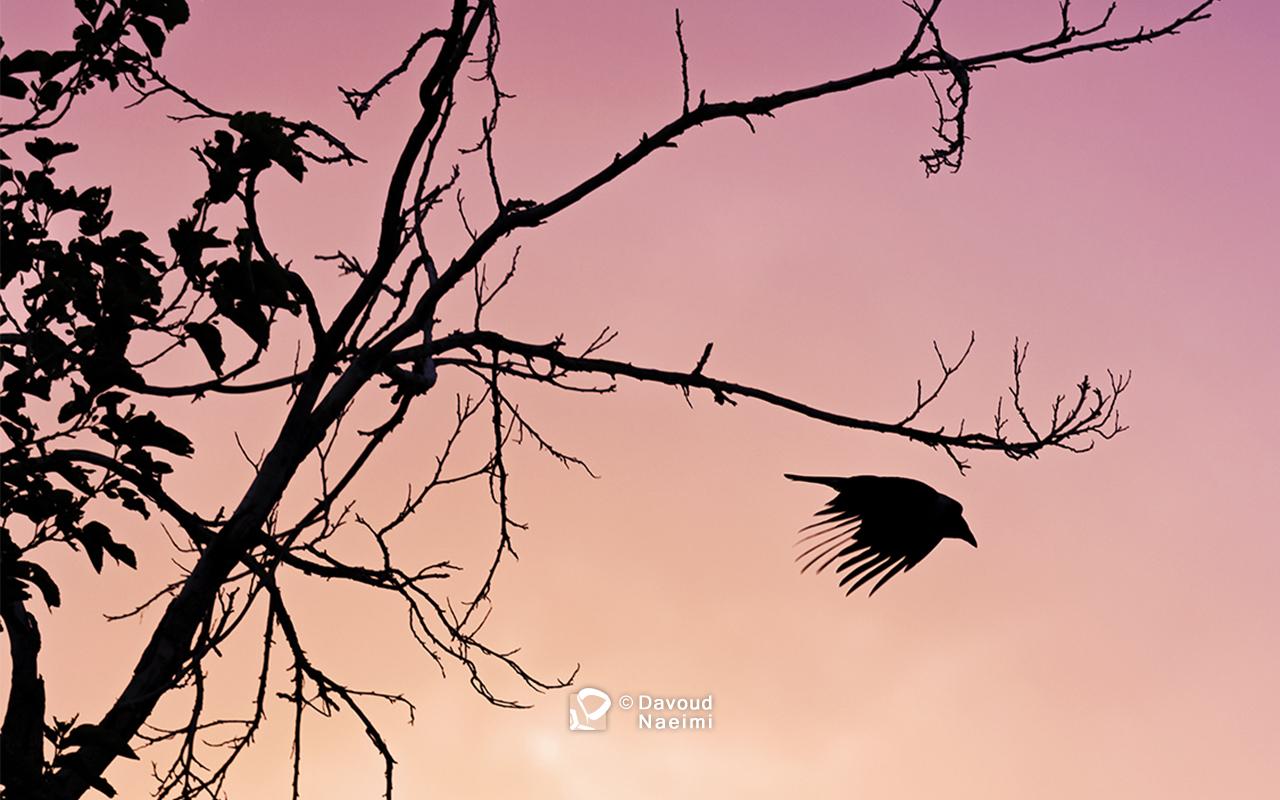 داود نعیمی، عکاس پرتره، عکاس تهران، عکاسی پرتره نقاشی گونه