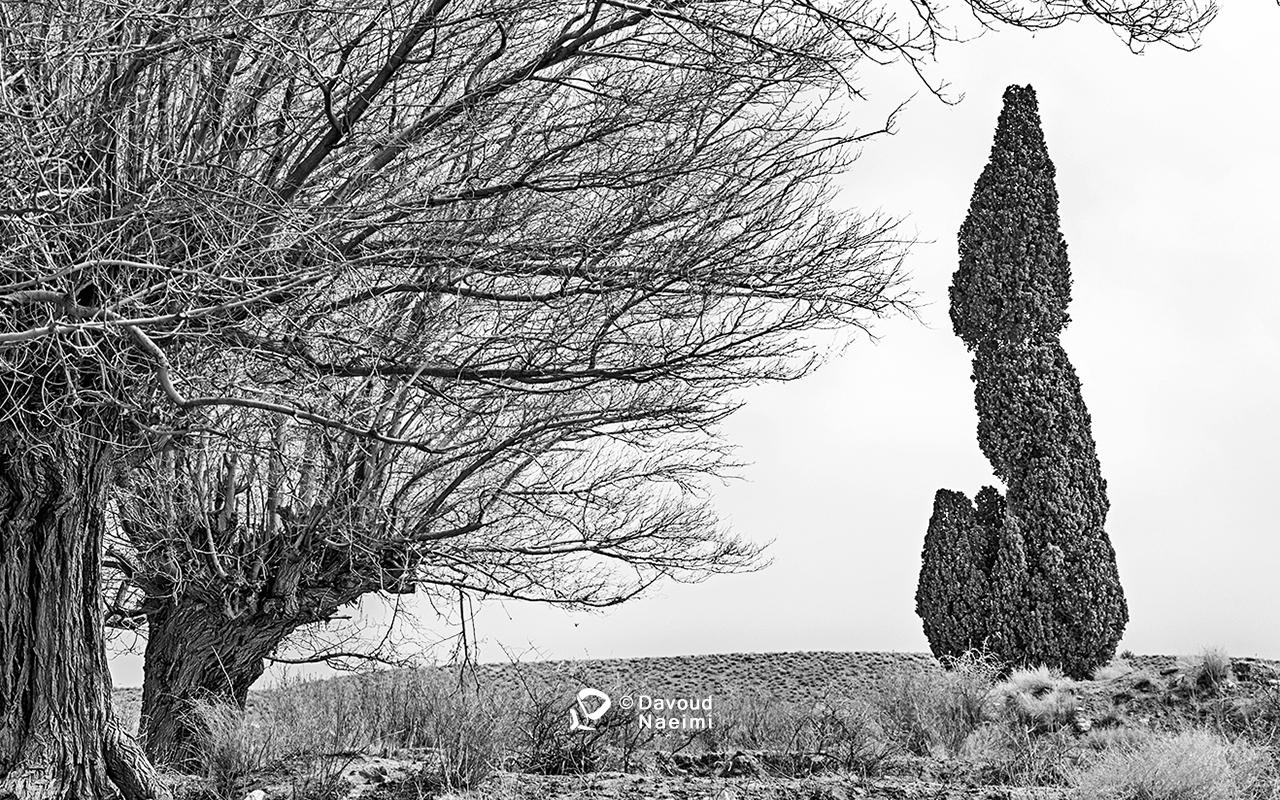 داود نعیمی، عکاس پرتره، عکاس تهران، عکاسی پرتره نقاشی گونه