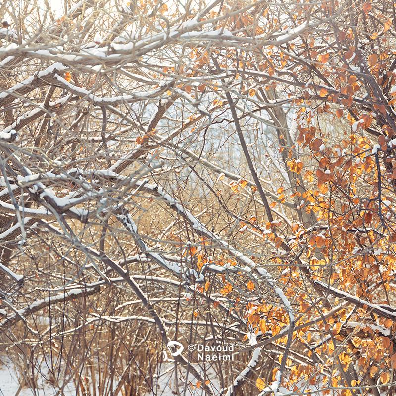 داود نعیمی، عکاس پرتره، عکاس تهران، عکاسی پرتره نقاشی گونه