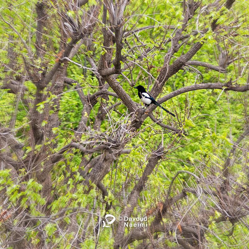 داود نعیمی، عکاس پرتره، عکاس تهران، عکاسی پرتره نقاشی گونه