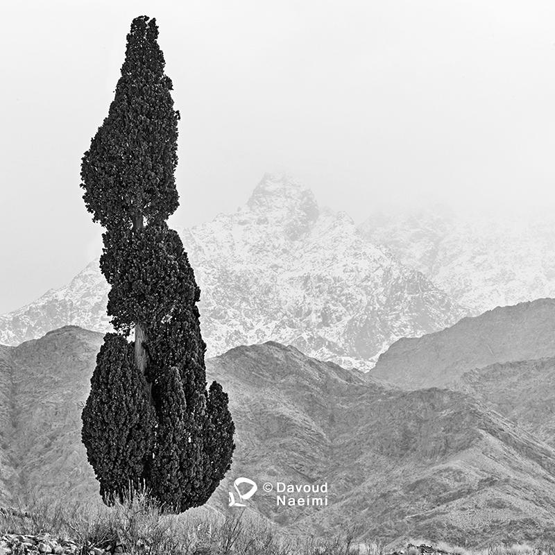 داود نعیمی، عکاس پرتره، عکاس تهران، عکاسی پرتره نقاشی گونه