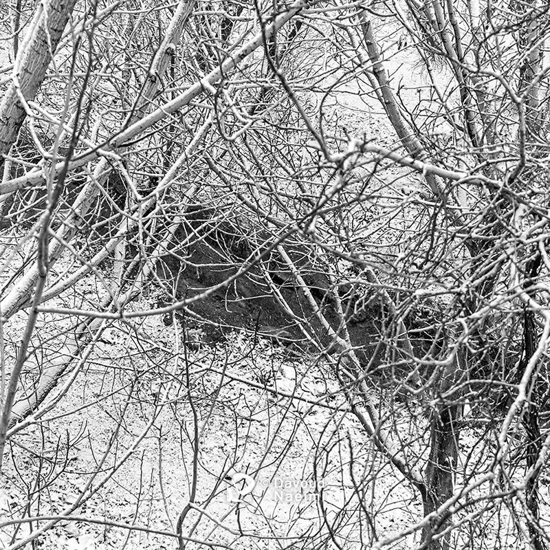 داود نعیمی، عکاس پرتره، عکاس تهران، عکاسی پرتره نقاشی گونه