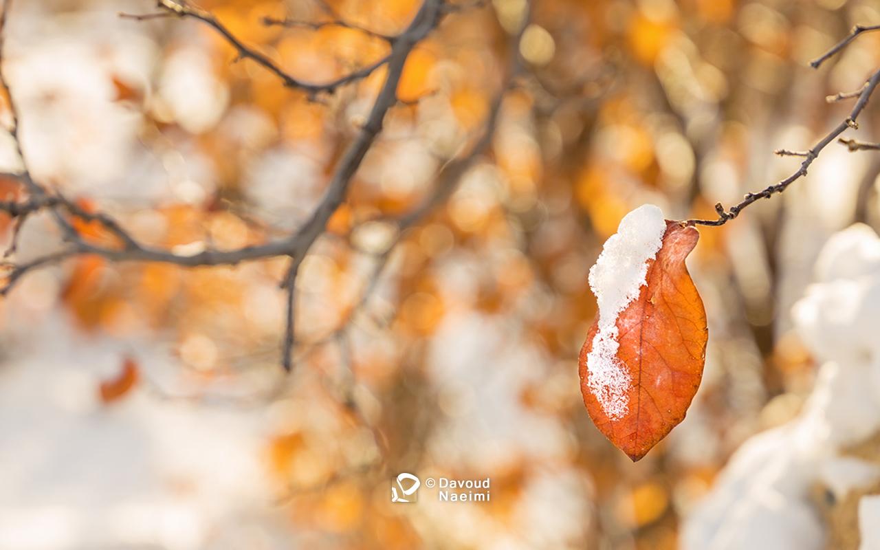 داود نعیمی، عکاس پرتره، عکاس تهران، عکاسی پرتره نقاشی گونه