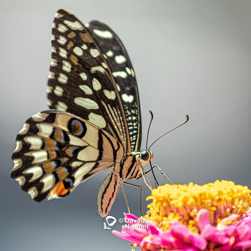 داود نعیمی، عکاس پرتره، عکاس تهران، عکاسی پرتره نقاشی گونه